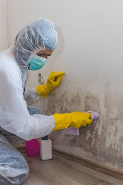 Florida, NY Mold Removal Company